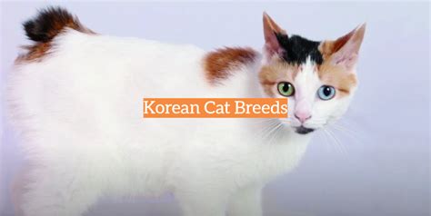 cat 3 korea|Korean Cat Breeds: A Quick Overview